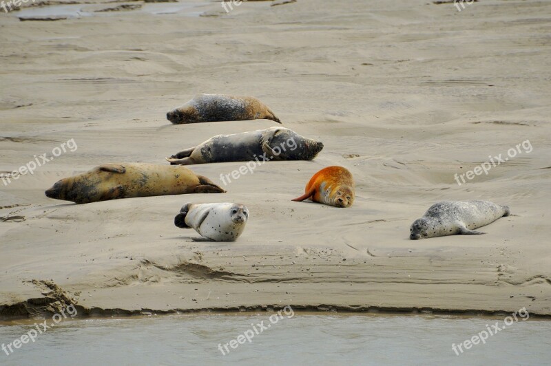 Sea Beach Berck Bay Of Authie Hauts De France