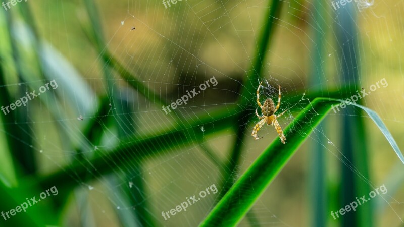 Spider Hotel Cobweb Insect Nature