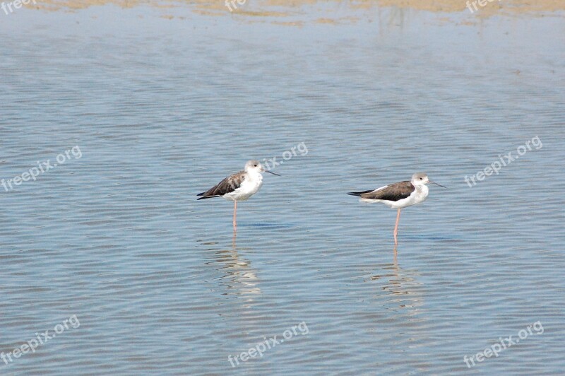 Ave Doñana National Park Stilts Free Photos