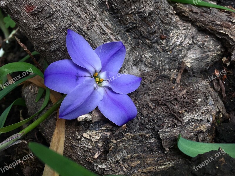 Flower Celeste Pistils Trunk Blue Nature