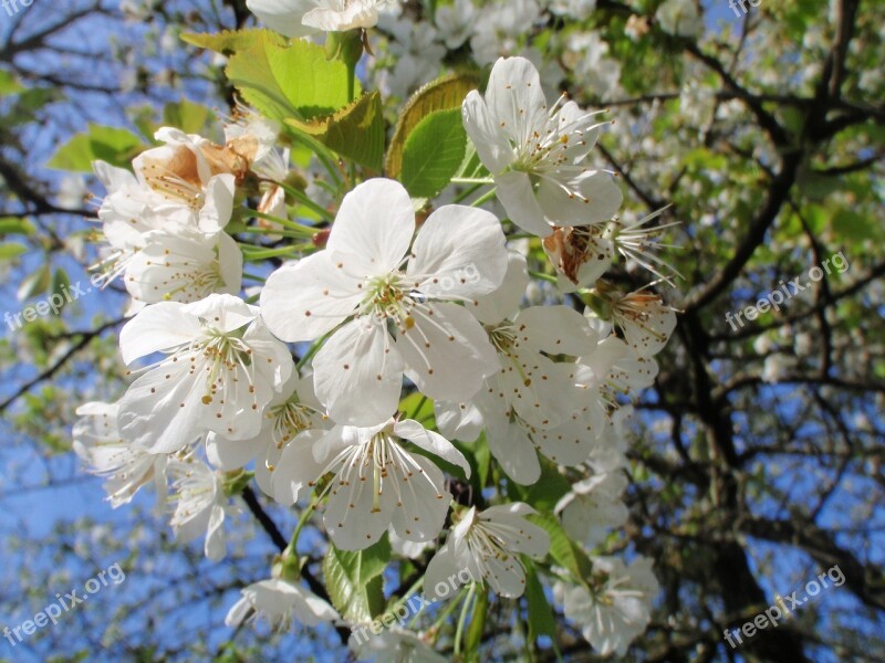 Cherry Blossom Bloom High-stem Orchard