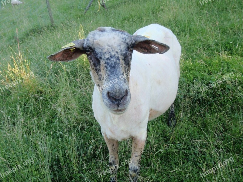 Sheep Meadow Shorn Wool Mammal