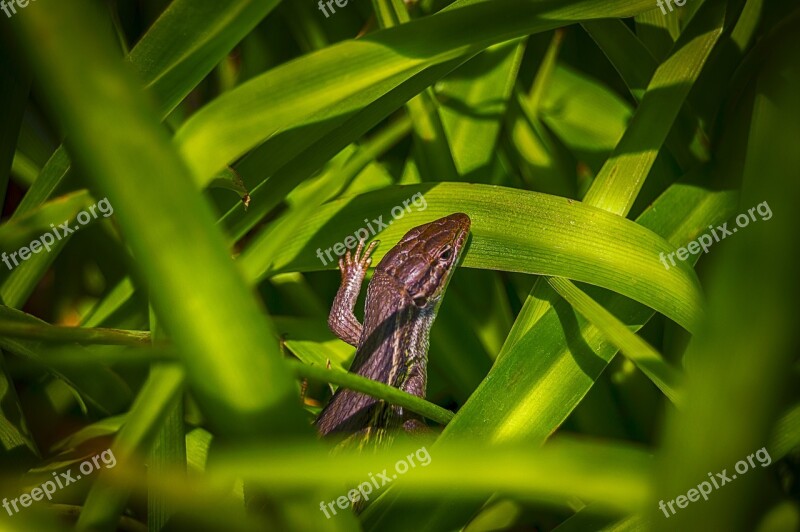 Lizard Reptile Animal Green Insect