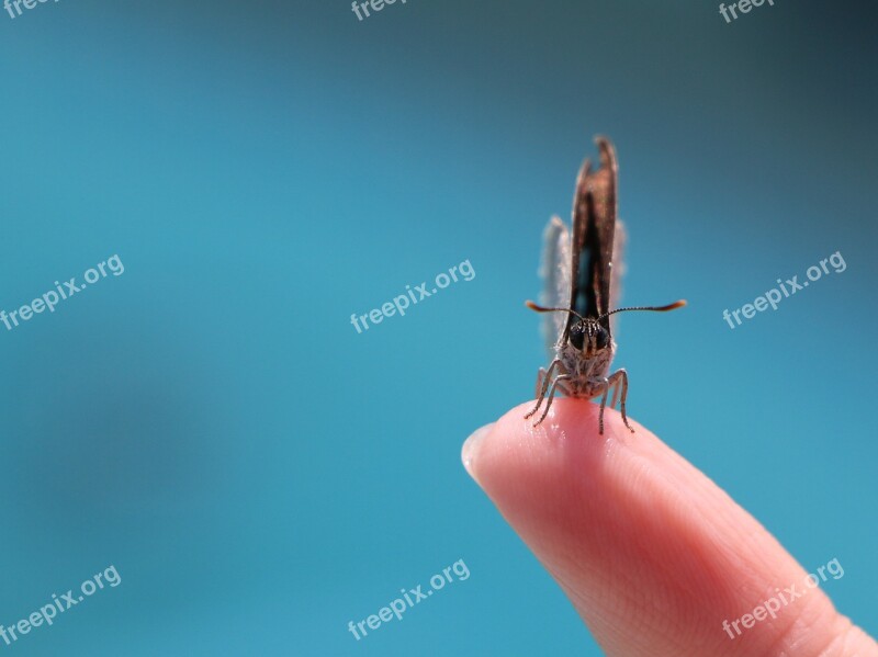 Motte Finger Nature Moths Beautiful