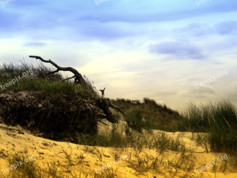 Dune Sand Drift Wood Beach Nature