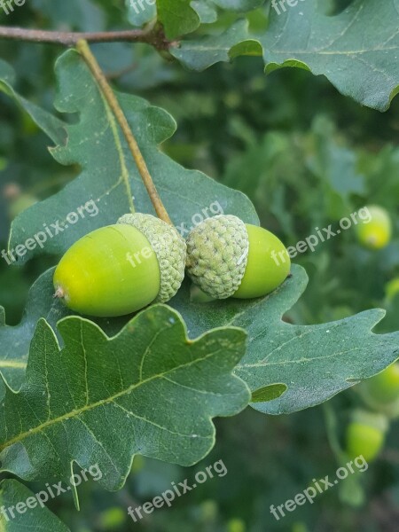 Nature Forest Acorns Free Photos