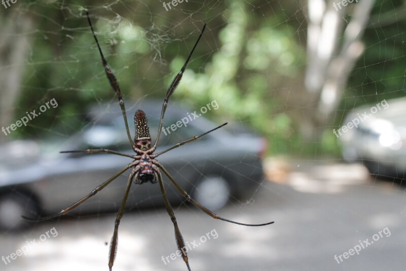 Spider Fear Nature Arachnid Scary