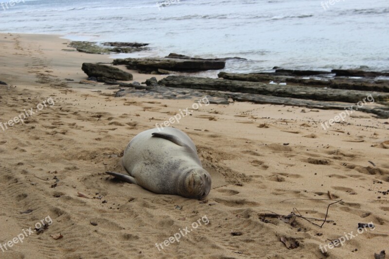 Seal Hawaii Beached Free Photos