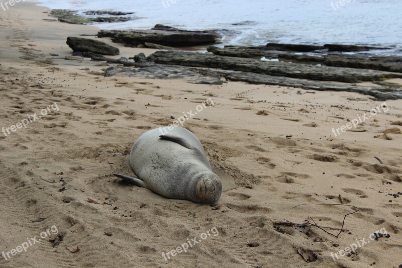 Seal Monk Beached Free Photos