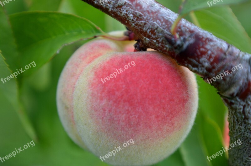 Peach Close Up Peach Tree Free Photos