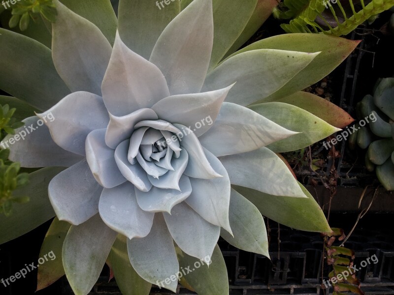 Succulent Cactus Nature Plants Prickly