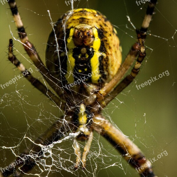 Spider Animal Nature Insects Animals