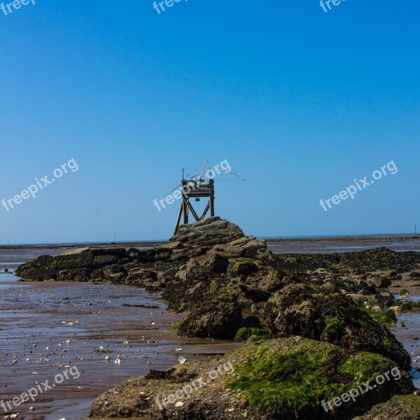 Plaice Fish Net Fishing Sea