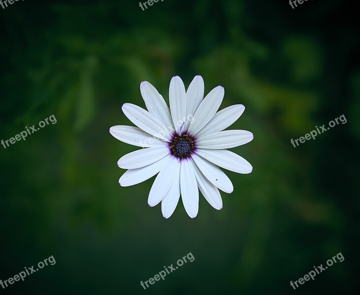 Marguerite Flower Spring Plant Nature