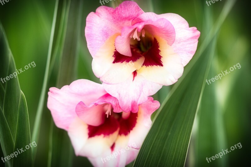 Gladiolus Flower Blossom Bloom Bright