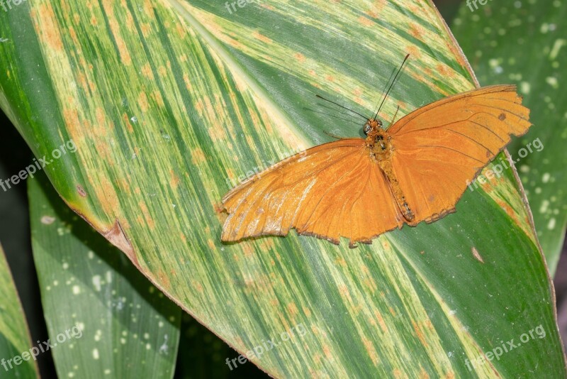 Butterfly Fly Conservatory Wing Tropical