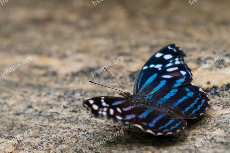 Butterfly Fly Conservatory Wing Tropical