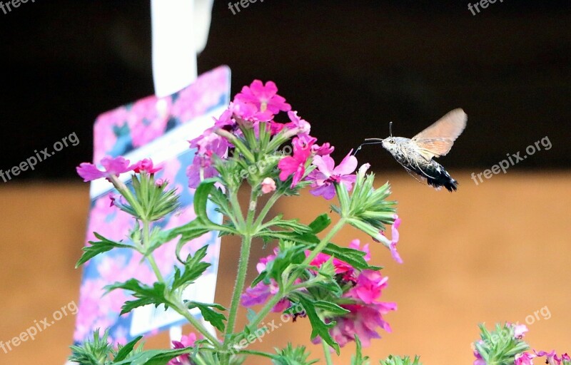 Hummingbird Hawk Moth Hummingbird Moths Moth Butterfly Insect