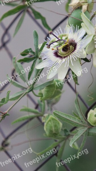 Flower Wire Net Plants Green