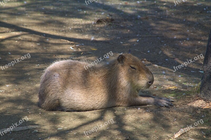 Capybara Zoo Resting Animal Mammal