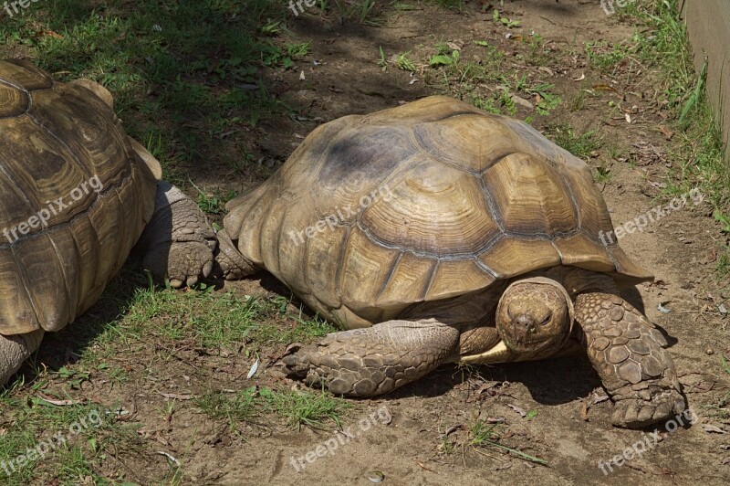 Tortoise Turtle Two Zoo Animal