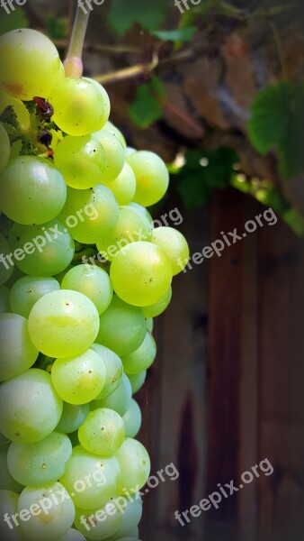 Grape Cluster White Grape Fruit Fall