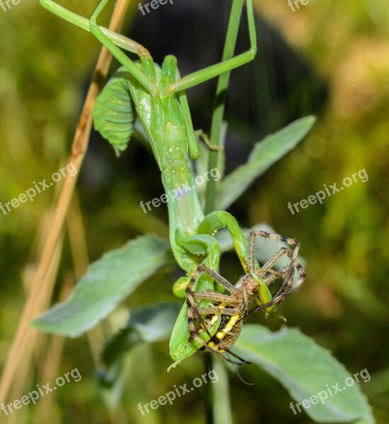 Surprise Victim Spider Praying Mantis Production