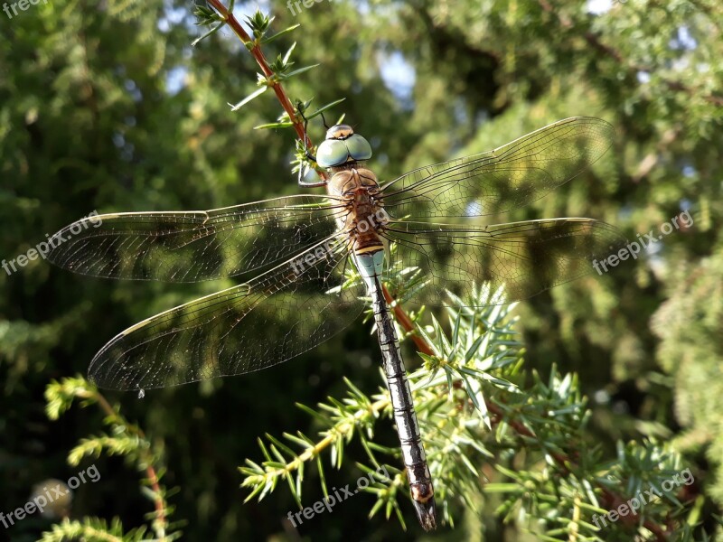 Dragonfly Wings Blue Dragonfly Insects Nature