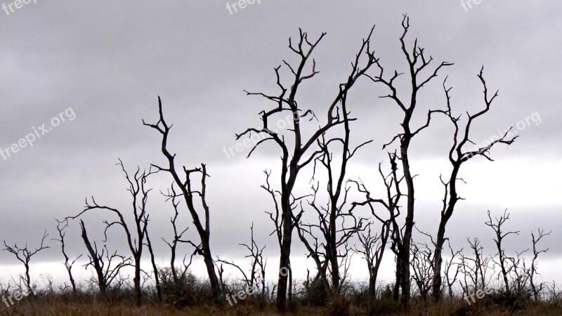 Trees Dead Dead Plant Silhouette Mystical