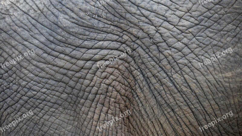 Elephant Skin Structure Wrinkled Elephant Pattern