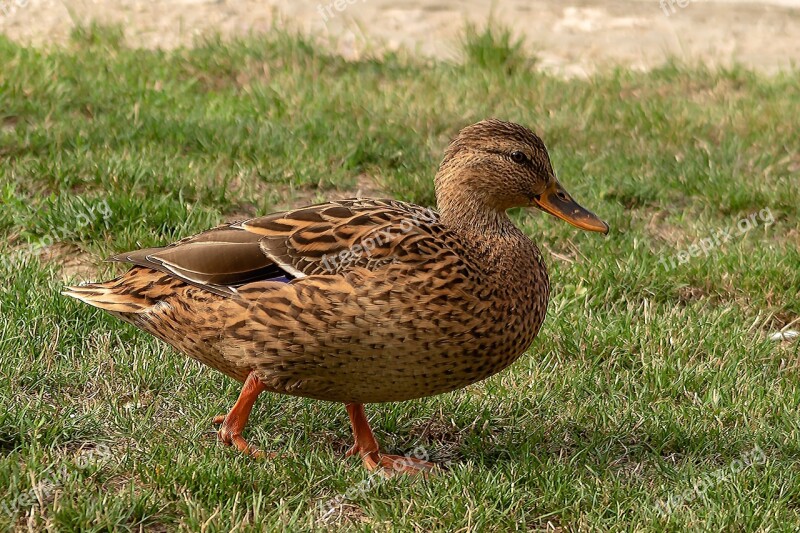 Wild Ducks Bird Water Bird Duck Nature