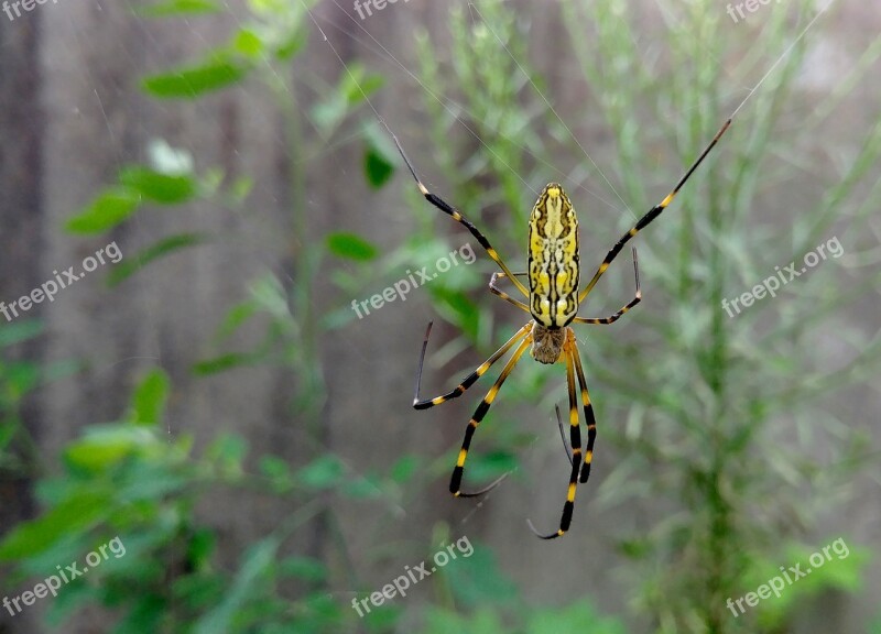 Spider Insects Nature Spider Web Cobwebs