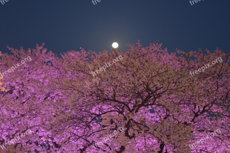 Cherryblossom South Korea Daegu Moon Moonlight