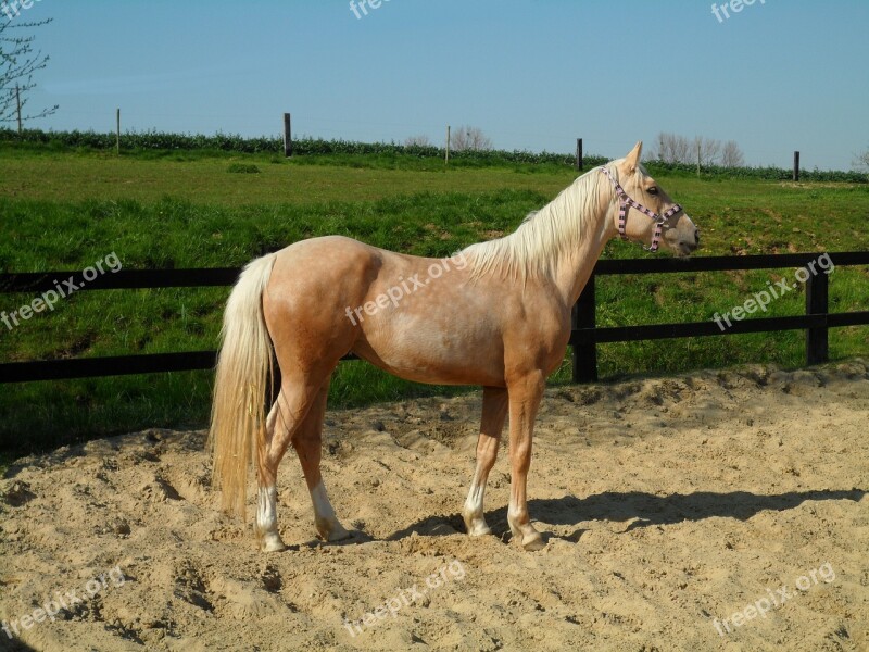 Palomino Horse Mare Career Sand