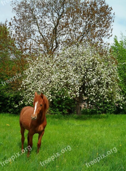 Foal Flowers Horse Eat Prairie