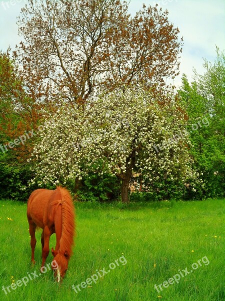 Foal Flowers Horse Eat Prairie