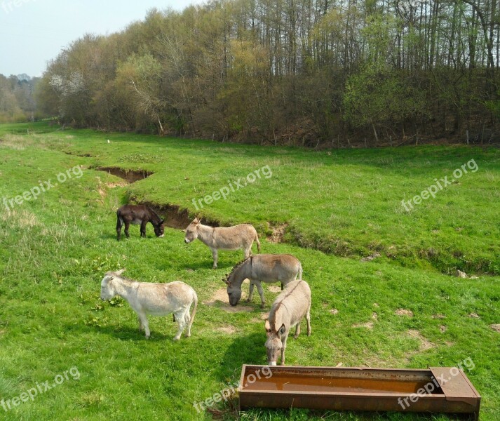 Donkey Pre Prairie Field Colt