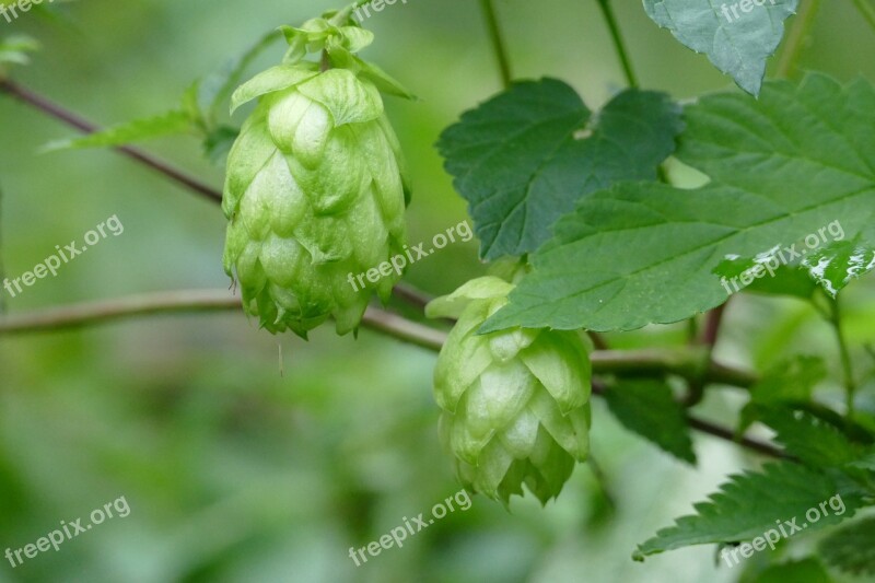 Nature Hops Green Free Photos