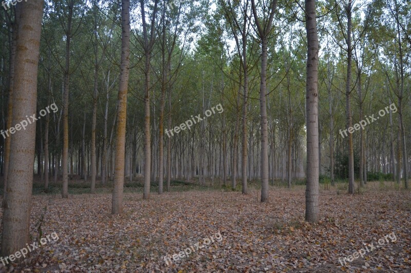 Environment Pioppeta Poplar Agriculture Nature