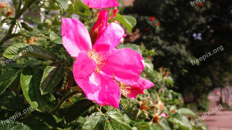 Flowers Rose Hip Roses Rose Pink