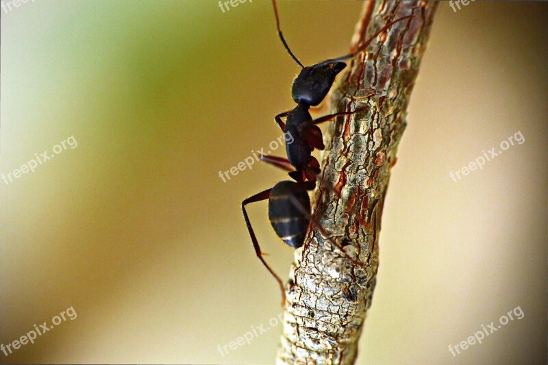 Black Ant Insect Garden Ant Lasius Niger Animalia