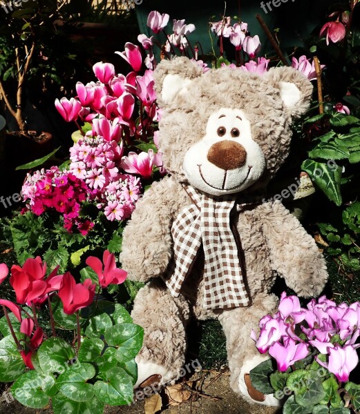 Teddy Bear Toy Cute Garden