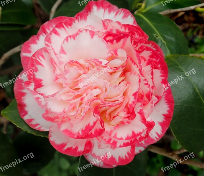 Camellia Flower Winter Bloom Plant