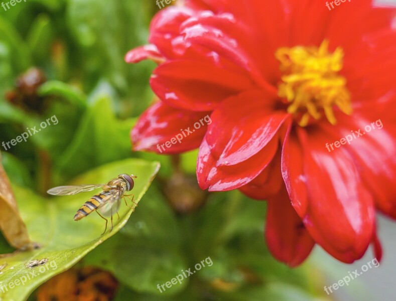 Insect Flower Nature Animal Bloom