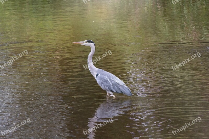 Heron Water Bill Feather Wade