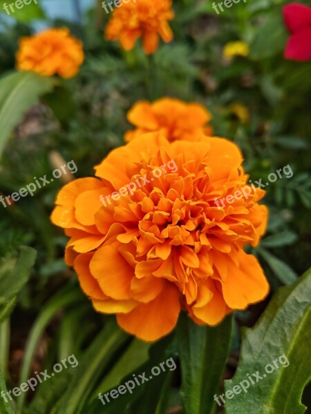 Orange Flower Plant Marigold Mexican Marigold