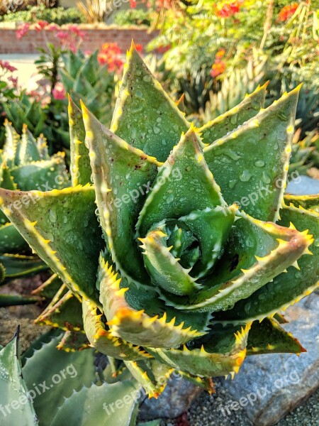 Aloe Vera Plant Outdoors Green Succulent