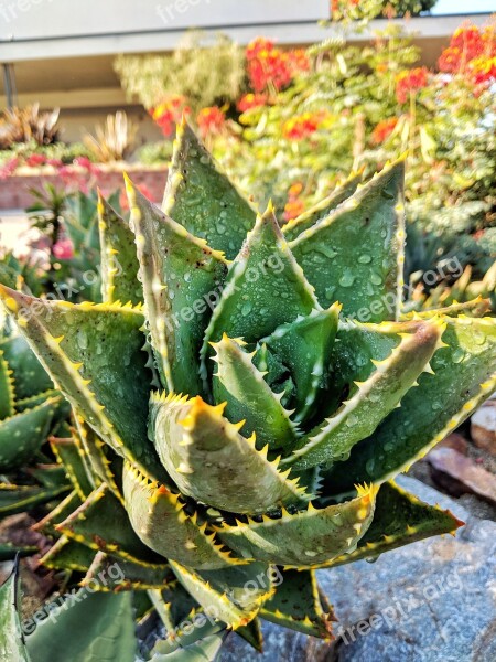 Aloe Vera Plant Outdoors Green Succulent