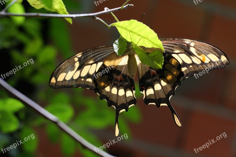 Butterfly Insect Nature Animal Flower