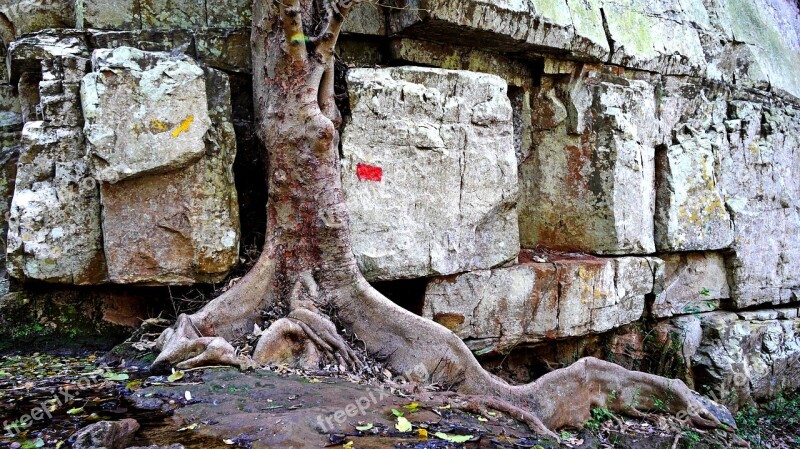 Tree Survive Nature Contrast Stones